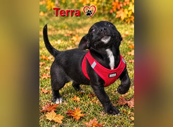 Terra, verspieltes Hundekind