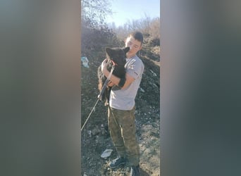 Negro - wer schenkt diesem sensiblen jungen Rüden eine zweite Chance?