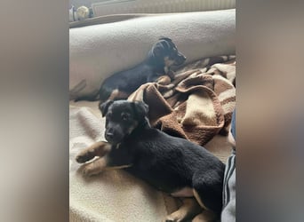 Taro - kleiner Herzenshund sucht sein Für-immer-Zuhause