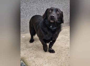 Rick sucht ein liebevolles Zuhause