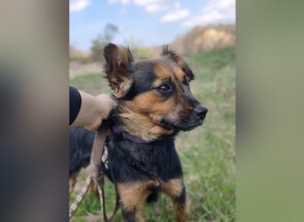 Zenya - freundliche, lebensfrohe Hündin sucht ein Zuhause