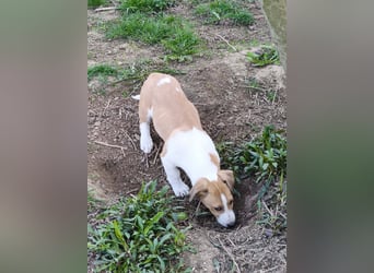 Dina, kleines Jack Russell Mix Mädchen sucht ein Zuhause