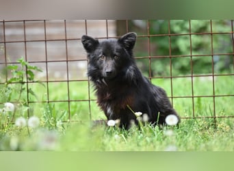 Negro - wer schenkt diesem sensiblen jungen Rüden eine zweite Chance?