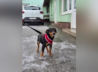 Emmi sucht ein Für-immer-Zuhause