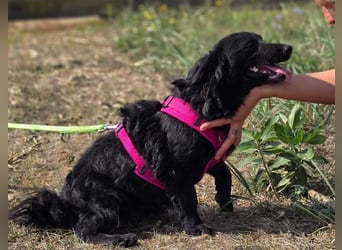 Fistra - kleine Seele sucht großes Glück