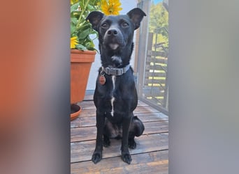 Elli, junges Pinschermix Mädchen