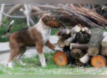 Pixie, kleines Hundemädchen sucht ein liebevolles Zuhause