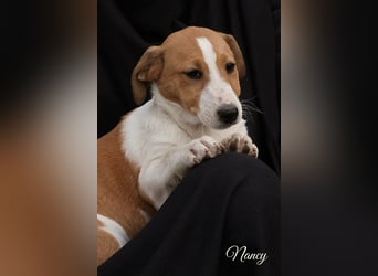 Dina, kleines Jack Russell Mix Mädchen sucht ein Zuhause