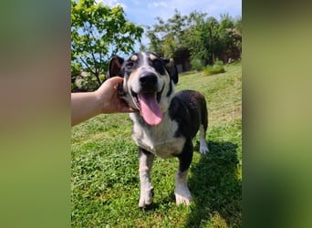 Chico - fröhlicher Herzenshund sucht seine Menschen