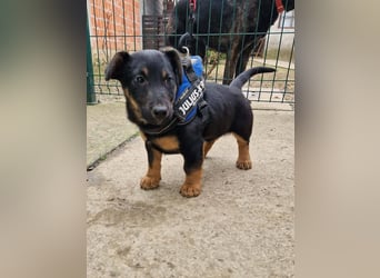 Taro - kleiner Herzenshund sucht sein Für-immer-Zuhause