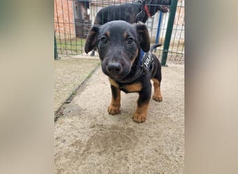 Taro - kleiner Herzenshund sucht sein Für-immer-Zuhause