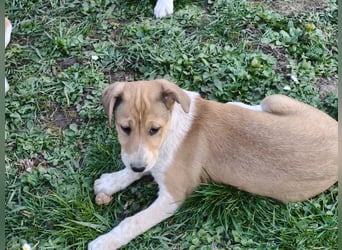 Akira, Jack Russell Mix Mädchen sucht liebevolles Zuhause
