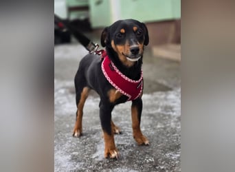 Emmi sucht ein Für-immer-Zuhause