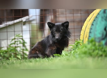 Negro - wer schenkt diesem sensiblen jungen Rüden eine zweite Chance?