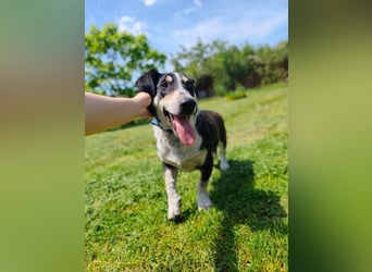 Chico - fröhlicher Herzenshund sucht seine Menschen