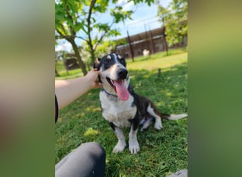 Chico - fröhlicher Herzenshund sucht seine Menschen