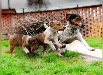 Pixie, kleines Hundemädchen sucht ein liebevolles Zuhause