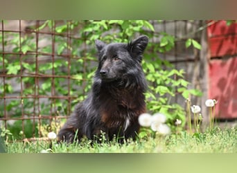 Negro - wer schenkt diesem sensiblen jungen Rüden eine zweite Chance?