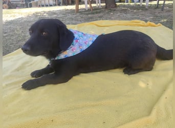 Rick sucht ein liebevolles Zuhause