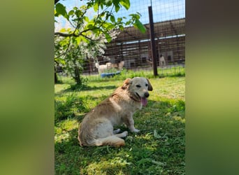 Luna sucht ein liebevolles Zuhause