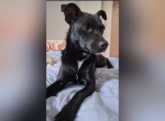 Elli, junges Pinschermix Mädchen