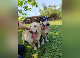 Luna sucht ein liebevolles Zuhause