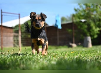 Zenya - freundliche, lebensfrohe Hündin sucht ein Zuhause