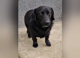 Rick sucht ein liebevolles Zuhause