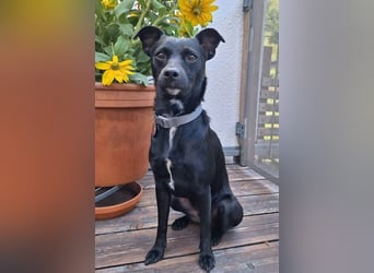 Elli, junges Pinschermix Mädchen
