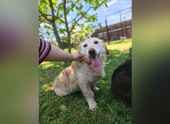 Luna sucht ein liebevolles Zuhause