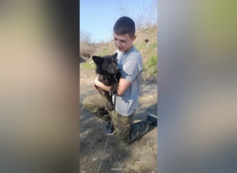 Negro - wer schenkt diesem sensiblen jungen Rüden eine zweite Chance?