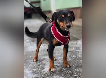 Emmi sucht ein Für-immer-Zuhause