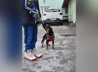 Emmi sucht ein Für-immer-Zuhause