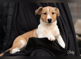 Billy, kleiner Jack Russell Mix sucht seine Menschen