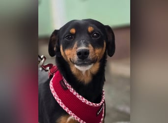 Emmi sucht ein Für-immer-Zuhause