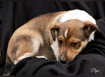 Pepe, kleiner Hundejunge sucht Familienanschluss