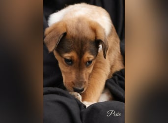 Pixie, kleines Hundemädchen sucht ein liebevolles Zuhause