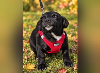Terra, verspieltes Hundekind