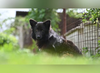 Negro - wer schenkt diesem sensiblen jungen Rüden eine zweite Chance?