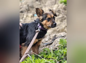 Zenya - freundliche, lebensfrohe Hündin sucht ein Zuhause