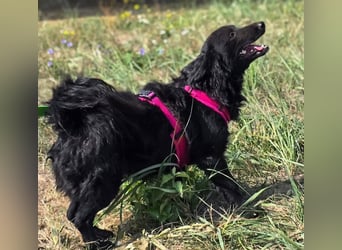 Fistra - kleine Seele sucht großes Glück