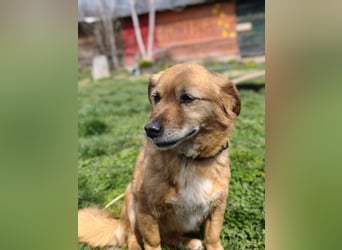 Saga - sanfte Begleiterin sucht ruhiges Zuhause