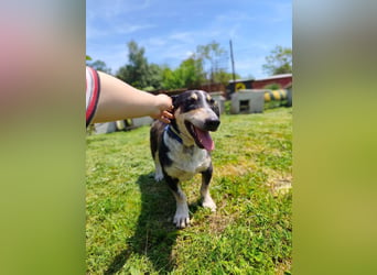 Chico - fröhlicher Herzenshund sucht seine Menschen