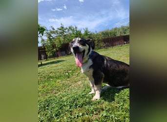 Chico - fröhlicher Herzenshund sucht seine Menschen
