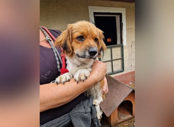 Dino - kleiner Kämpfer mit großem Herz sucht Sicherheit fürs Leben