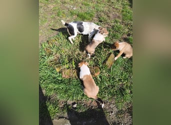 Akira, Jack Russell Mix Mädchen sucht liebevolles Zuhause