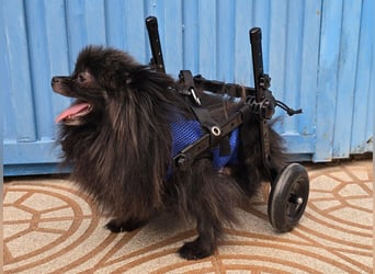 Alma - Handicaphund sucht Liebe