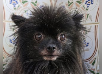 Alma - Handicaphund sucht Liebe