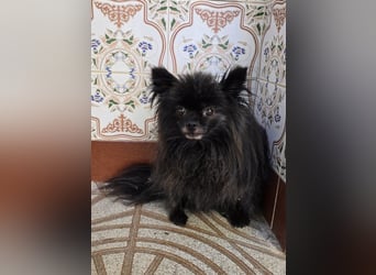 Alma - Handicaphund sucht Liebe