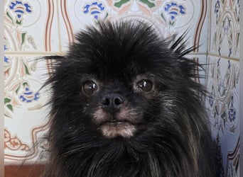 Alma - Handicaphund sucht Liebe